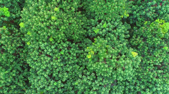 美丽乡村 夏天里的焦桐