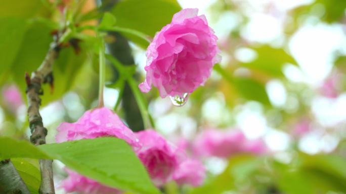 雨后樱花林、花朵上的雨滴