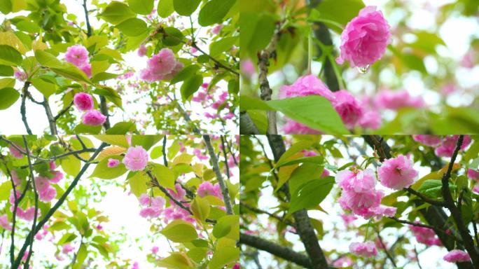 雨后樱花林、花朵上的雨滴