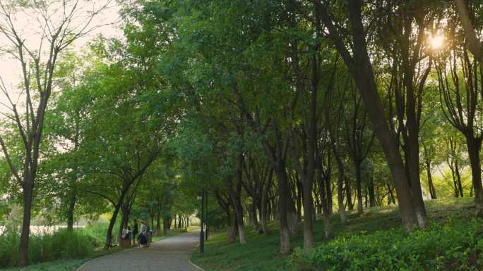 杭州湘湖畔的树林