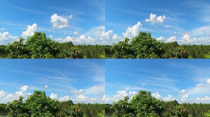 芒果树与蓝天白云