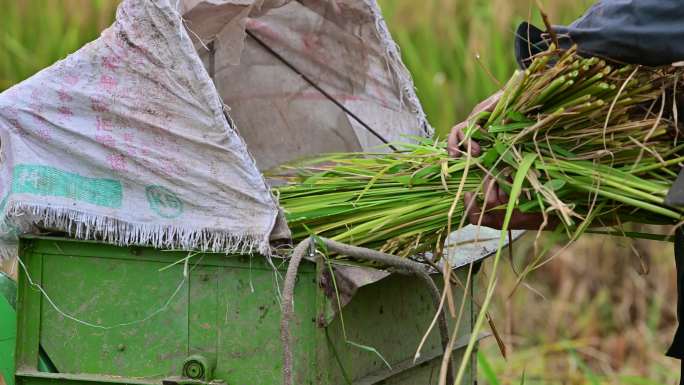 山区稻田稻谷熟了手工收割水稻