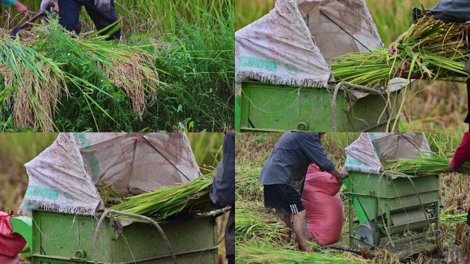 山区稻田稻谷熟了手工收割水稻