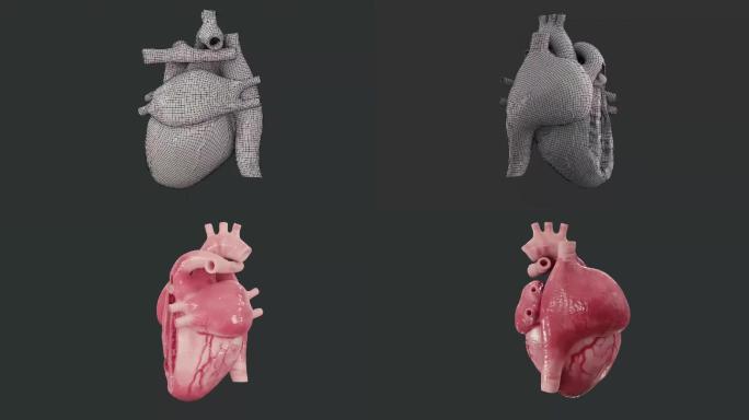心脏三维动画