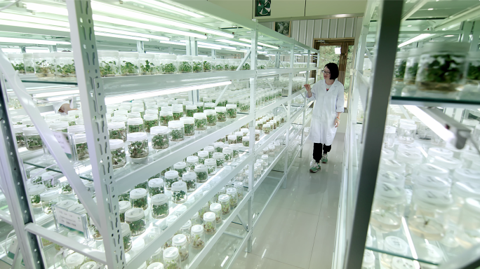 【4k】温室种植育苗实验室