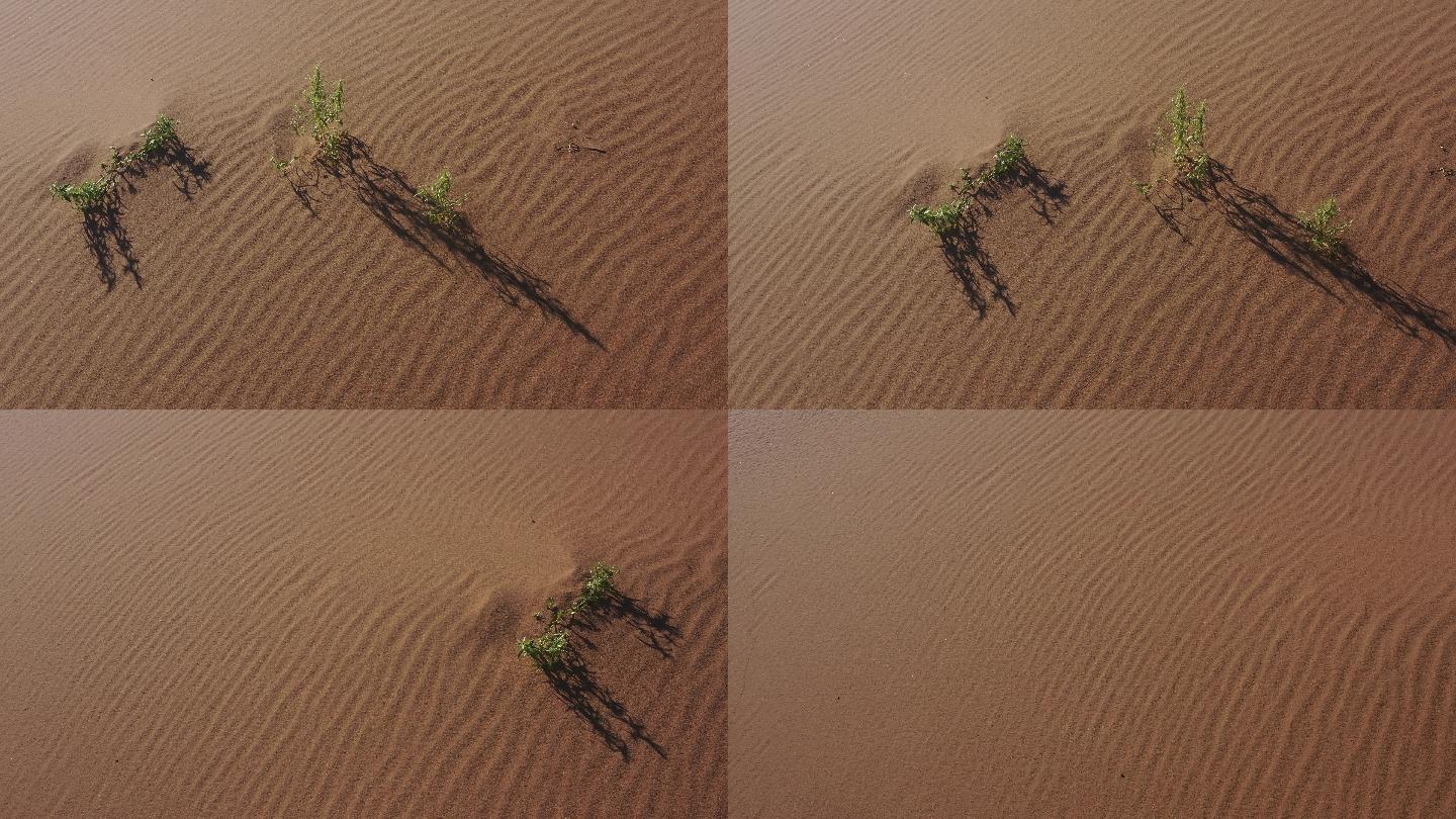 沙漠  沙米