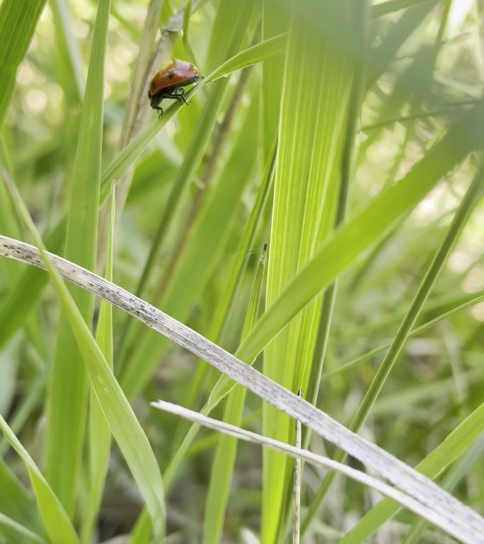 瓢虫 绿草 昆虫