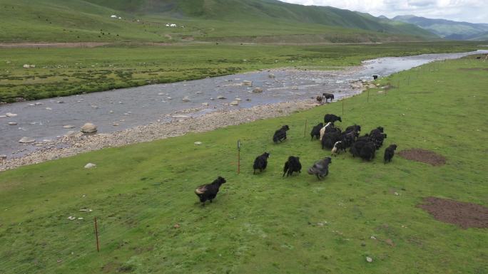 奔跑的牦牛 青海牦牛 藏族牦牛
