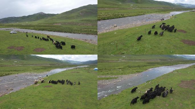 奔跑的牦牛 青海牦牛 藏族牦牛