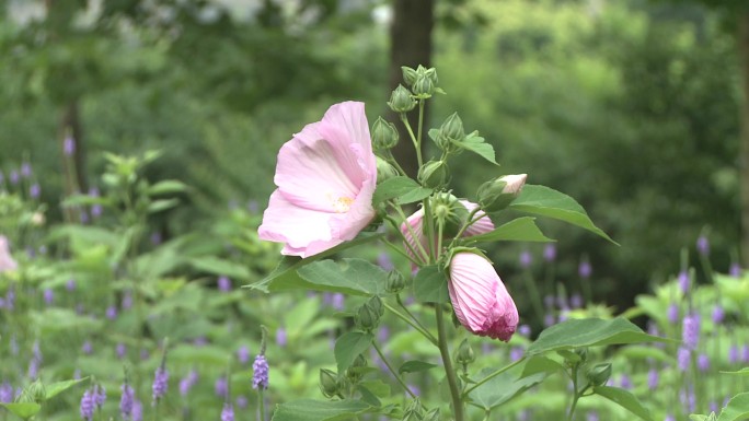 公园里的芙蓉葵