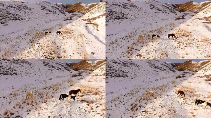新疆冬季马牲畜在雪地吃干草