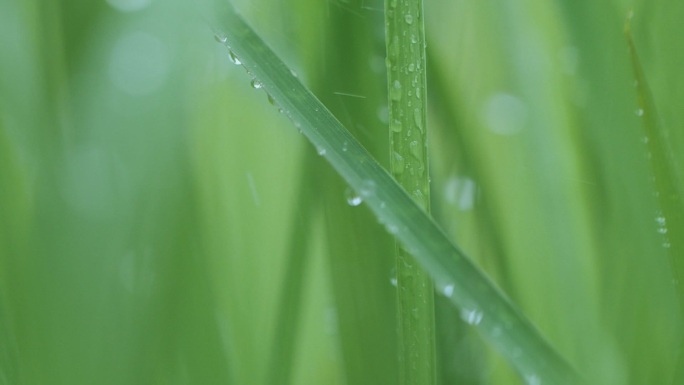 雨中的小草叶子上水滴滑落