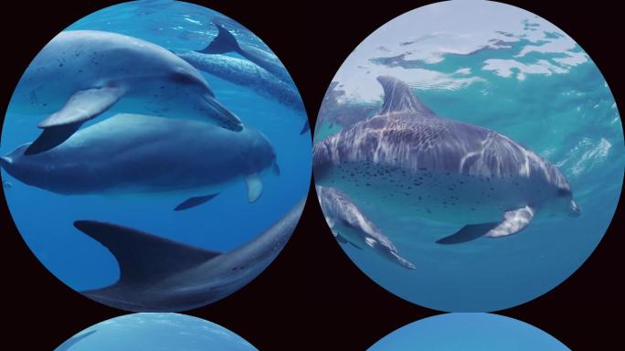 球幕海洋世界视频素材