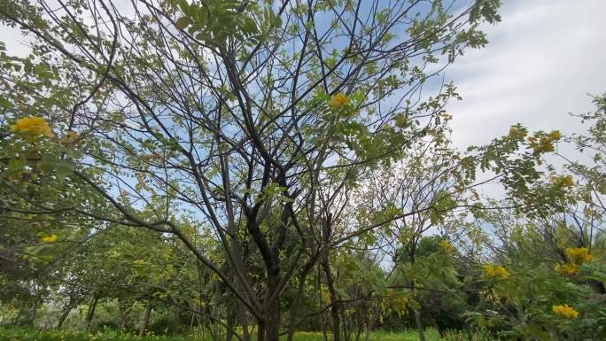 晴天太阳花园公园绿植散步鸟语花香云南风景