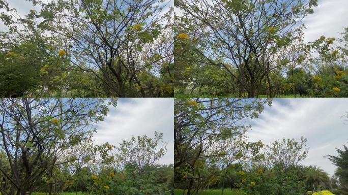 晴天太阳花园公园绿植散步鸟语花香云南风景