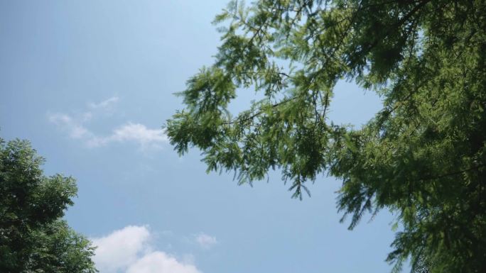 蓝天白云下被风吹动的树
