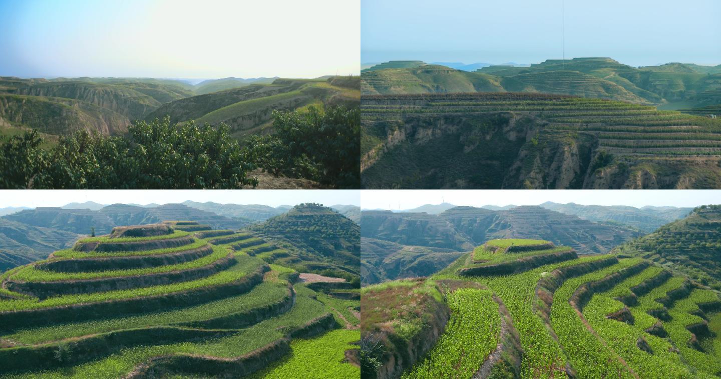 陕北 黄土高原  高地 高坡 梯田