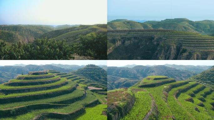 陕北 黄土高原  高地 高坡 梯田