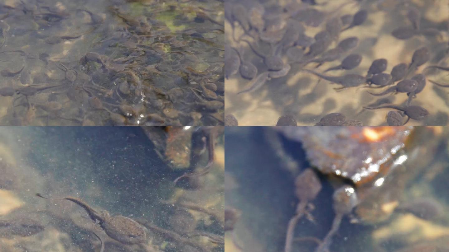 河里成群的蝌蚪素材
