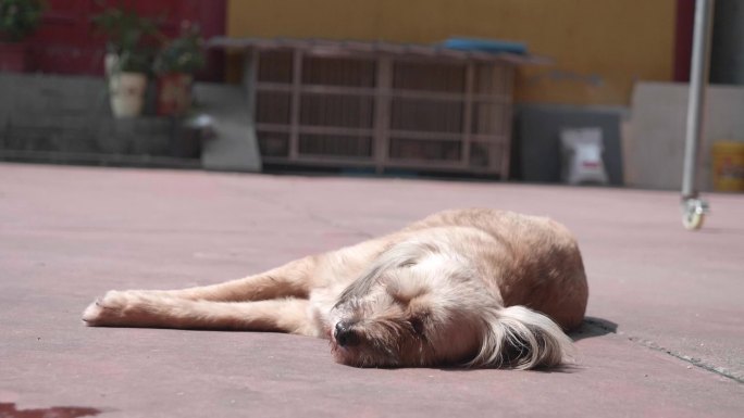 躺在院子地上晒太阳的小狗
