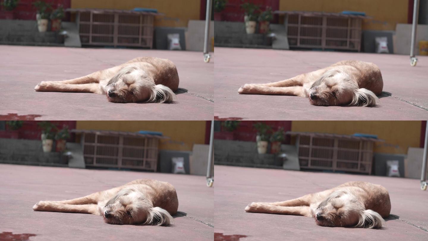 躺在院子地上晒太阳的小狗