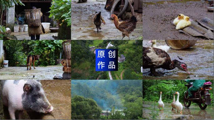 4K原声 乡村景观乡村气息物家畜农村生活