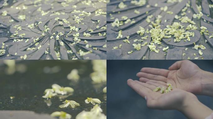 古风花瓣空镜头 唯美