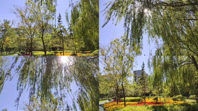 公园树太阳阳光花坛美景