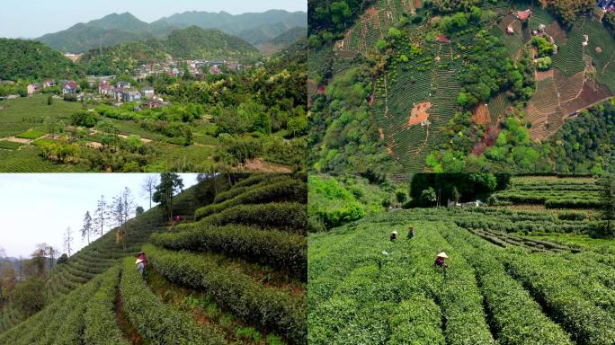 乡村振兴高山茶园