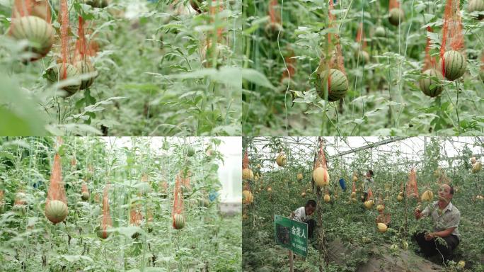 【4k】有机蔬菜水果大棚瓜果（合集）