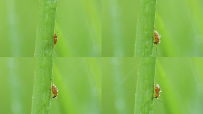 春天雨中草丛小昆虫爬行视频素材