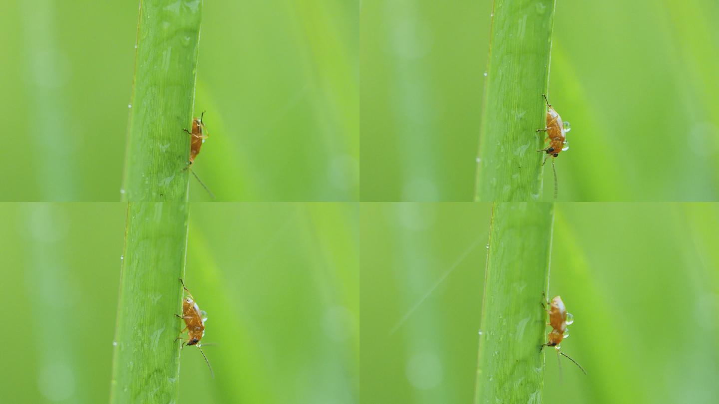 春天雨中草丛小昆虫爬行视频素材