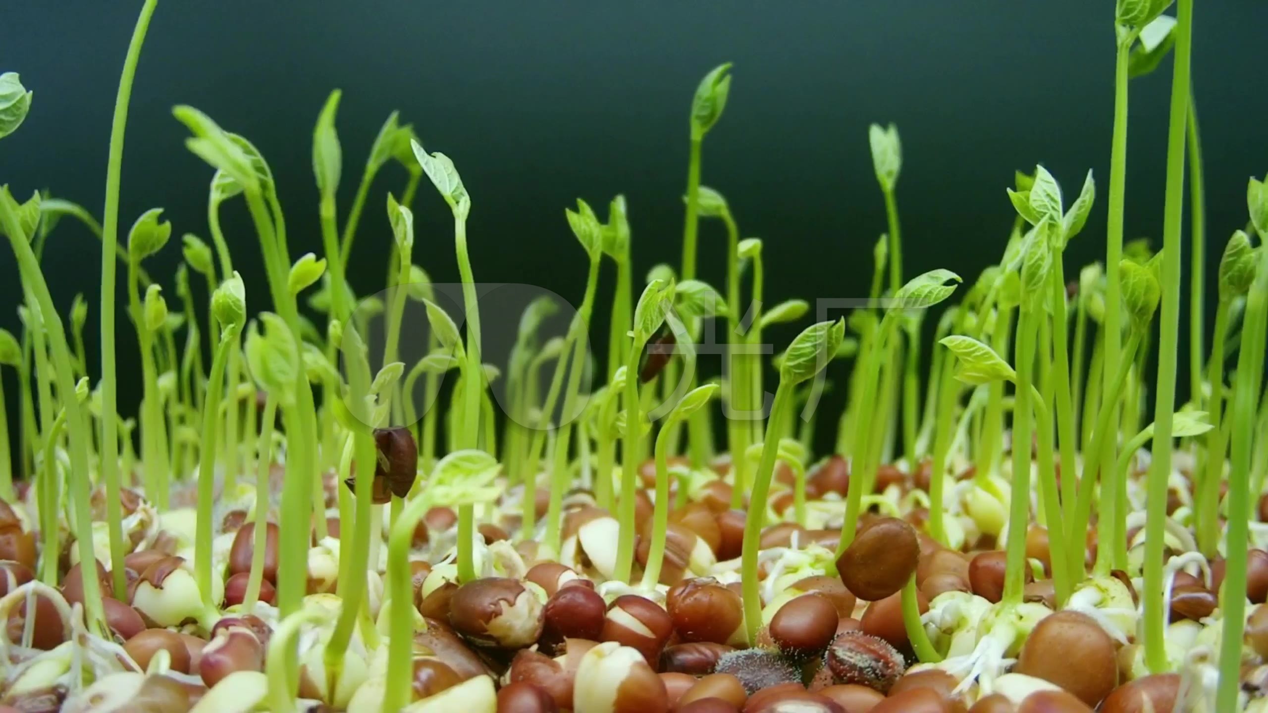 手绘植物生长过程红豆生长过程植物发芽图片-图行天下素材网
