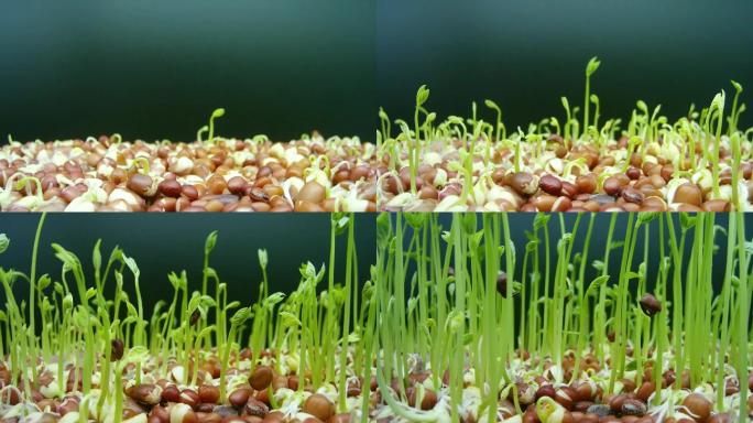 红豆生长发芽的延时摄影