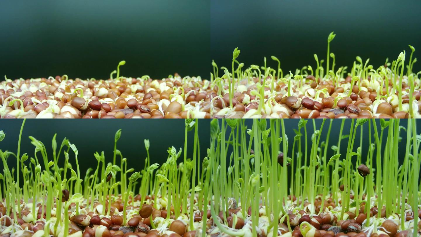 红豆生长发芽的延时摄影