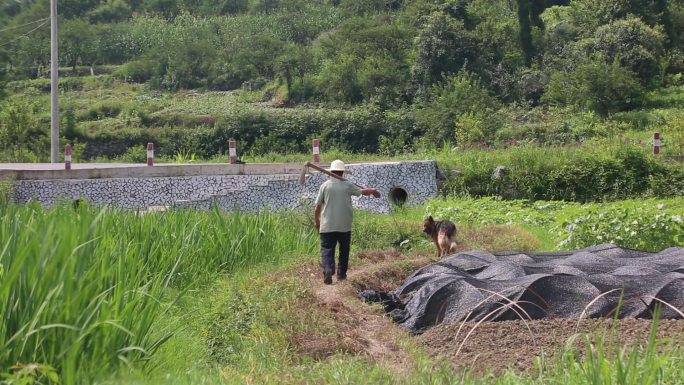 农村老人种地