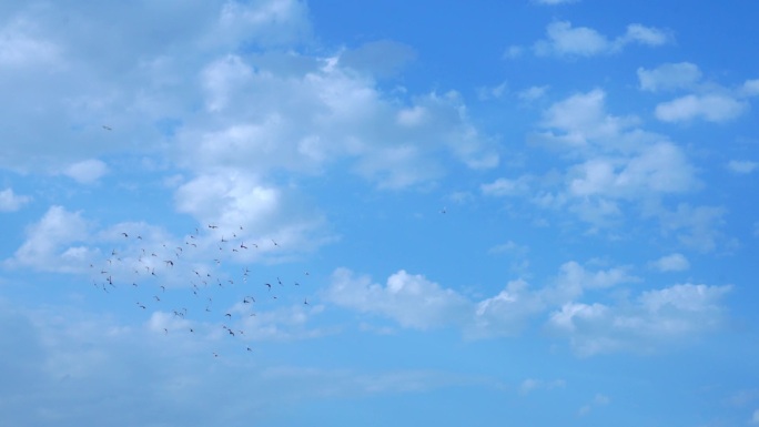 鸽子飞翔翱翔蓝天唯美空境 -3