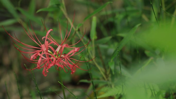 4K野生红花石蒜龙爪花03