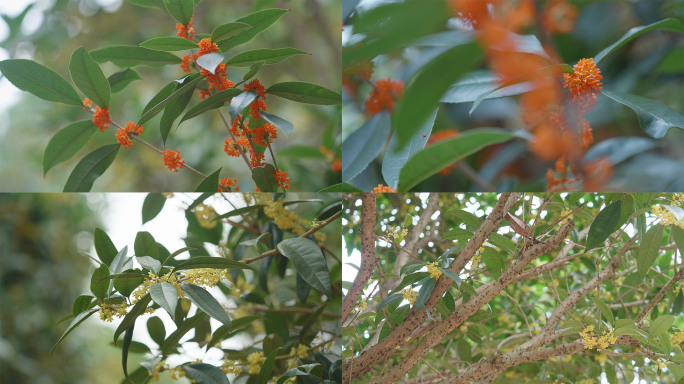 桂花树、桂花特写4K