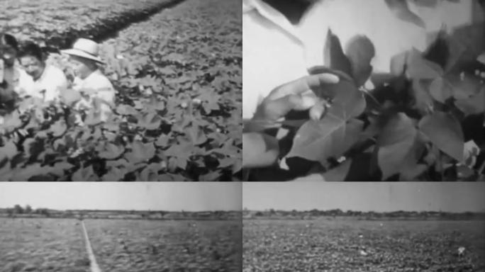 50-70年代棉花种植