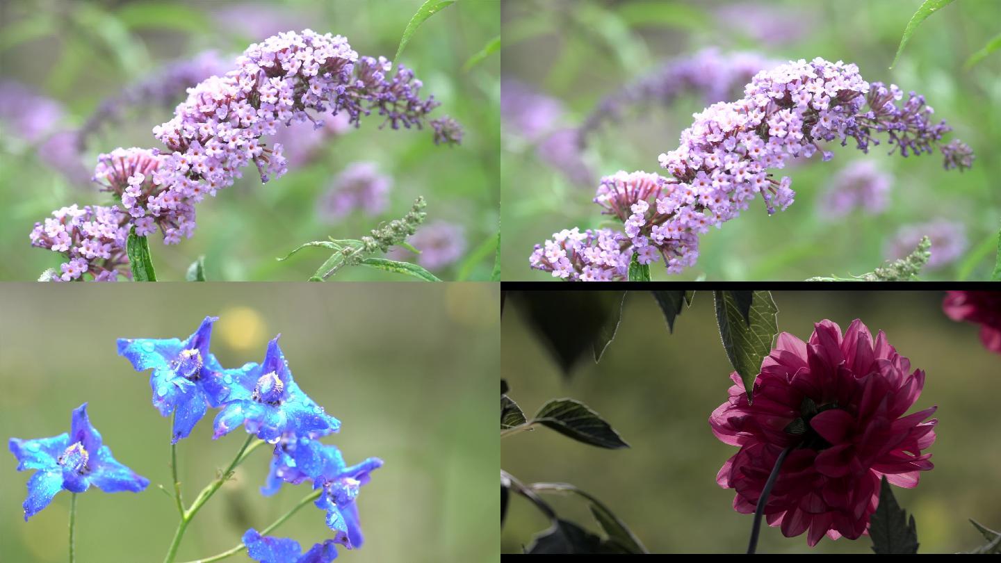 高山花卉集