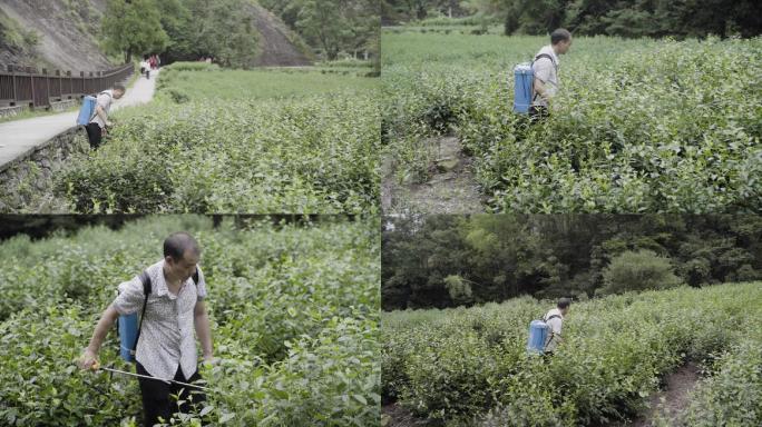 茶山 农活 除草 除虫 撒农药