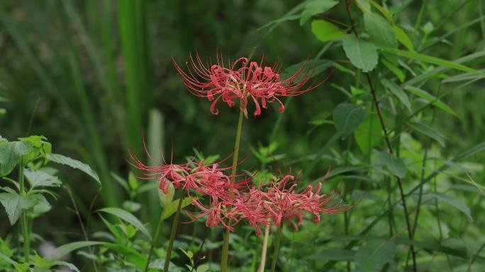 4K野生红花石蒜龙爪花01