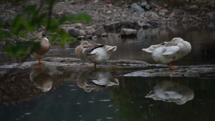 农村河边油菜花鸭子戏水放养鸭子生态养鸭