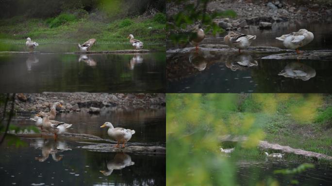 农村河边油菜花鸭子戏水放养鸭子生态养鸭