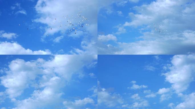 鸽子飞翔翱翔蓝天唯美空境 -1