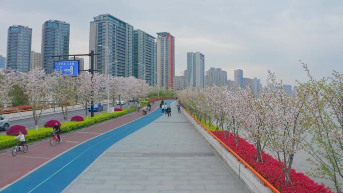 杭州最美樱花跑道航拍2.7K视频素材