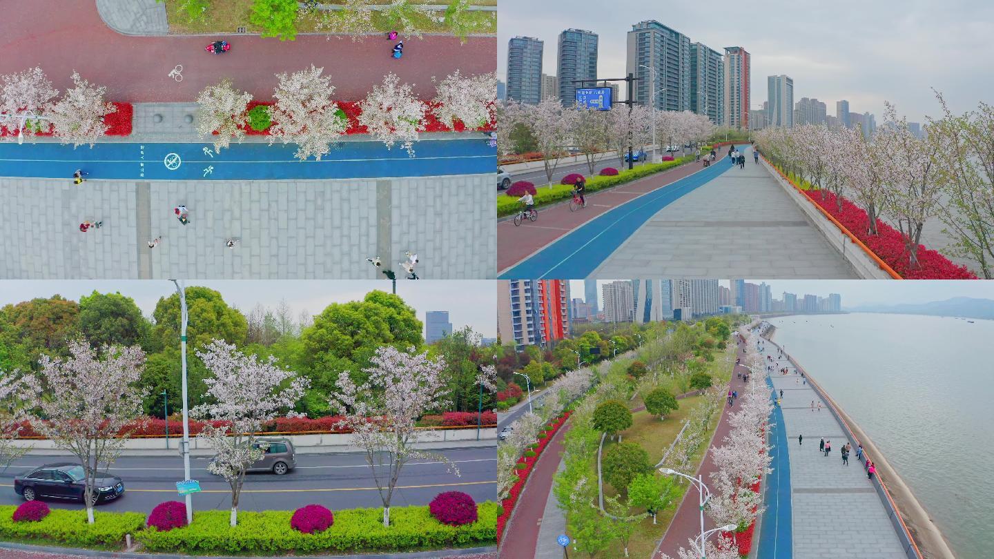 杭州最美樱花跑道航拍2.7K视频素材