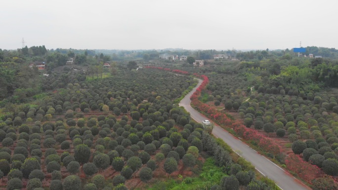 桂花基地航拍4K