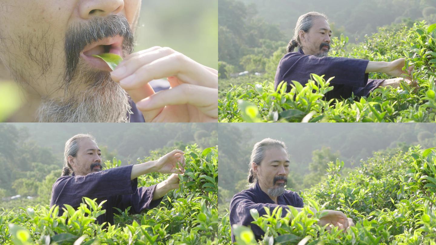 老者茶山采茶